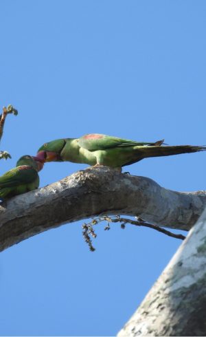 Bird Watching Gallery